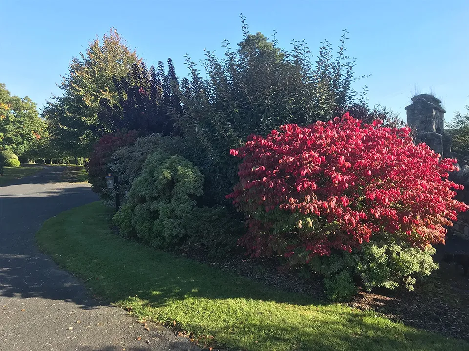 red bush