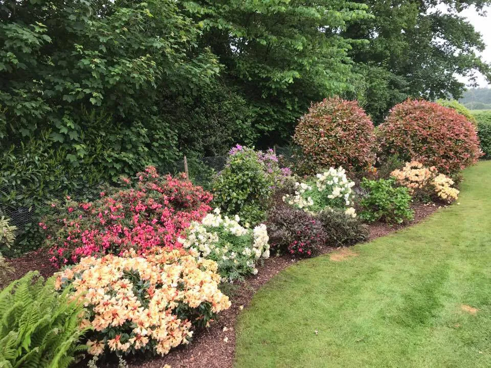 bushes
