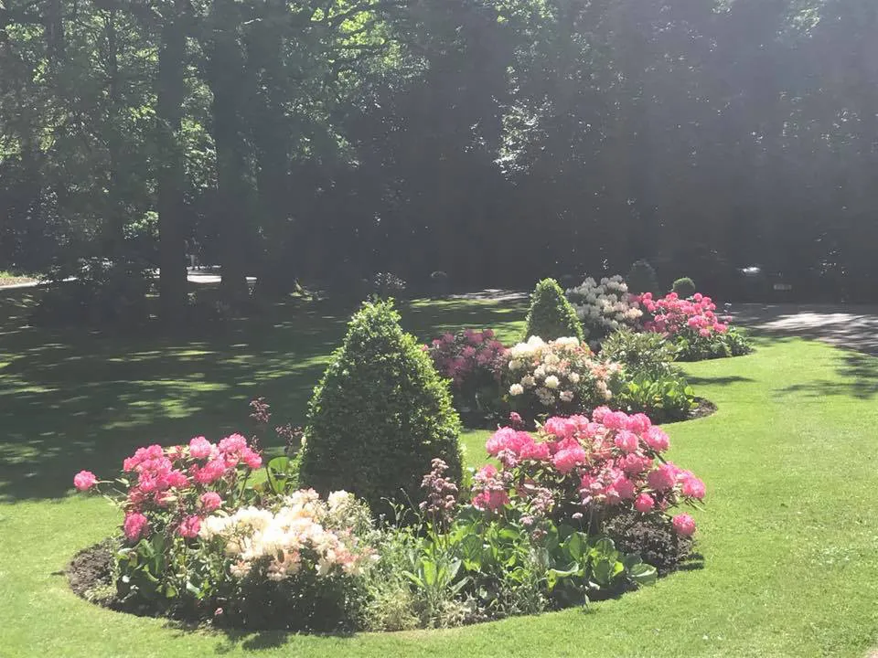 hedges